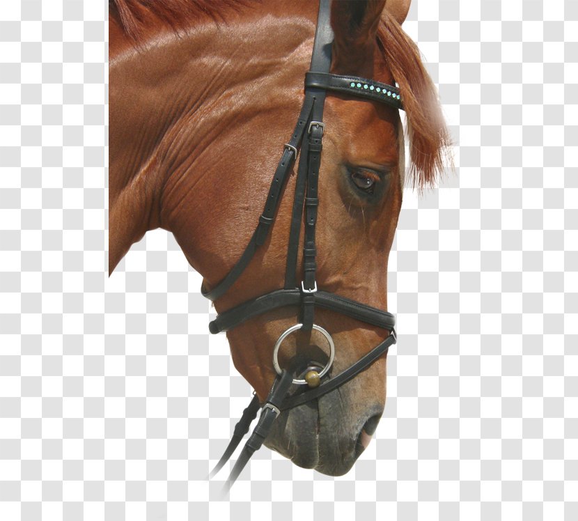Bridle Stallion Mustang Horse Harnesses Mare - Racing Transparent PNG