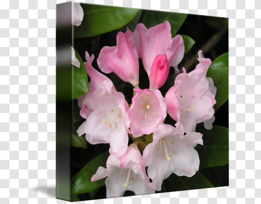 Imagekind Morning Aerides Quinquevulnera Art Plant - Poppy - Rhododendron Mucronulatum Transparent PNG