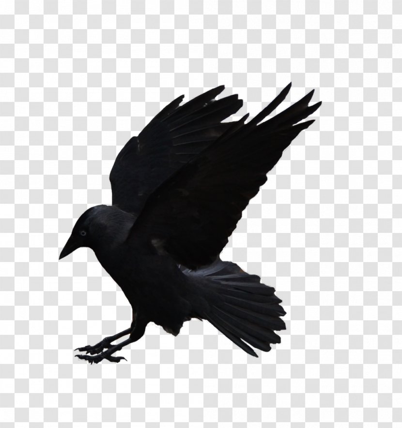 American Crow Download Clip Art - Feather Transparent PNG