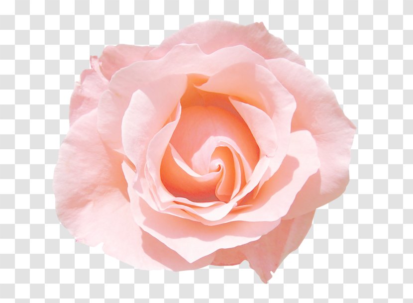 Garden Roses Pink Flower Centifolia Rosa Chinensis - Peach Transparent PNG