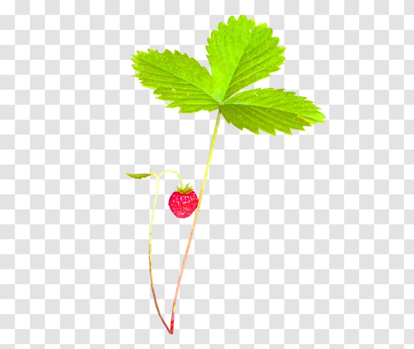 Strawberry Green Aedmaasikas - Amorodo - Fresh Plant Decorative Patterns Transparent PNG