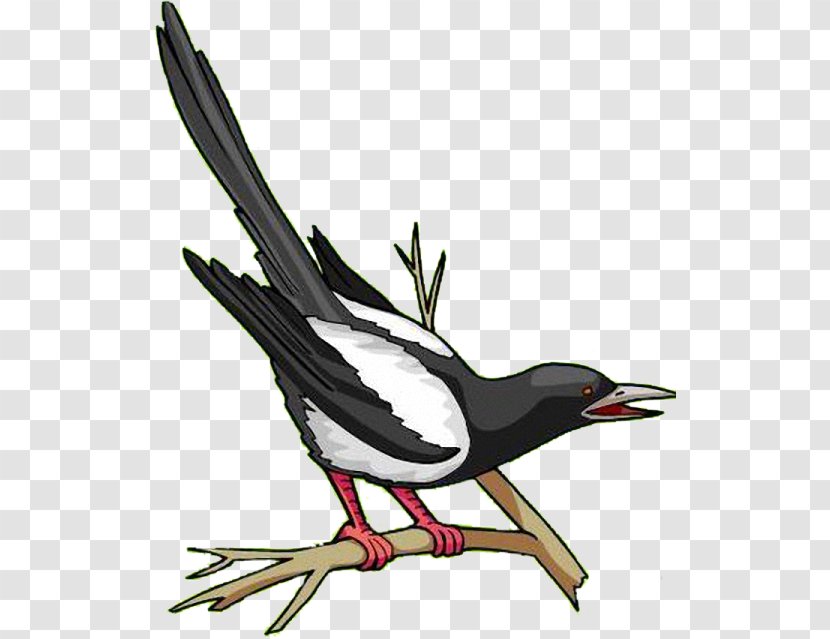 Eurasian Magpie Clip Art Royalty-free Vector Graphics Image - Royaltyfree - Painting Transparent PNG