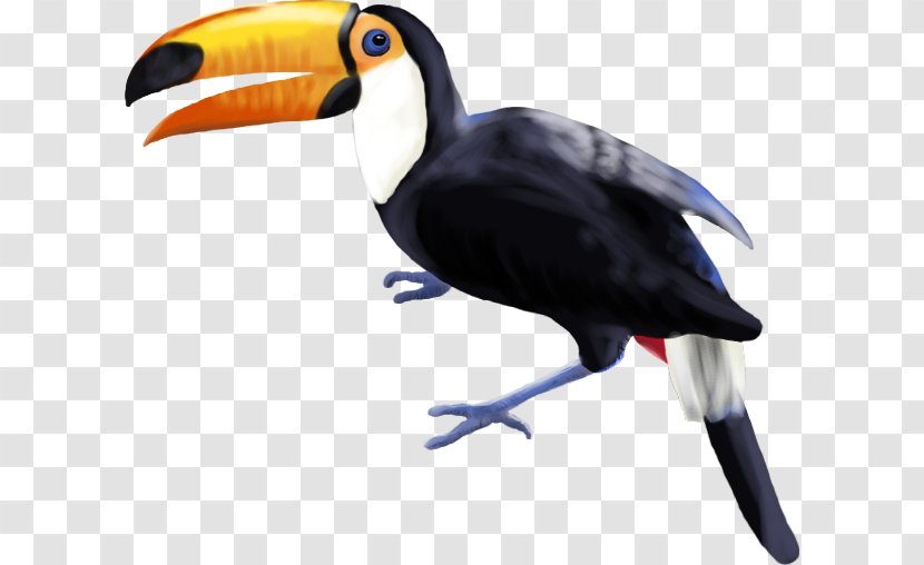 Bird Toucan Piciformes Beak Hornbill - Animal Transparent PNG