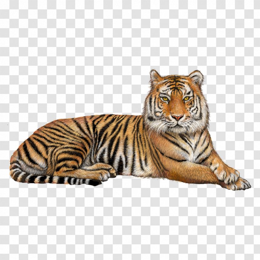 Bengal Tiger Jaguar Clip Art - Cat Like Mammal Transparent PNG