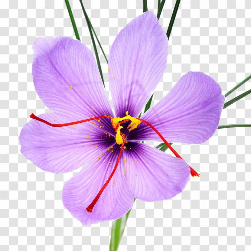 Autumn Crocus Saffron Stock Photography Flower Spice Transparent PNG