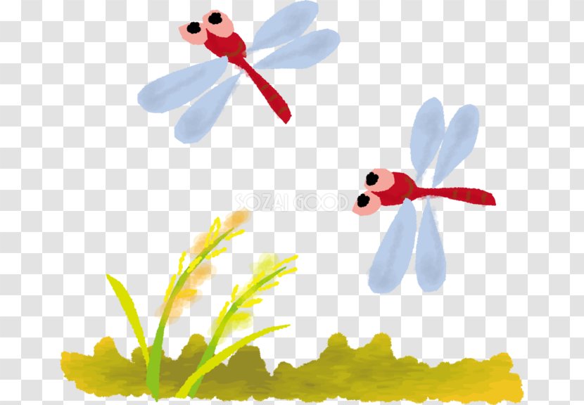 Butterfly Akatombo Illustration Image Cartoon - Dragonfly - Cute Transparent PNG