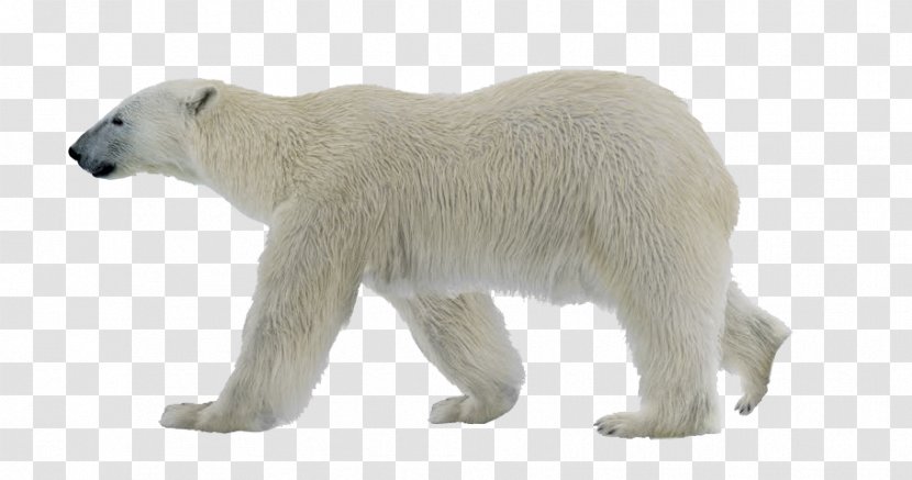Polar Bear Cartoon - Toy - Arctic Transparent PNG
