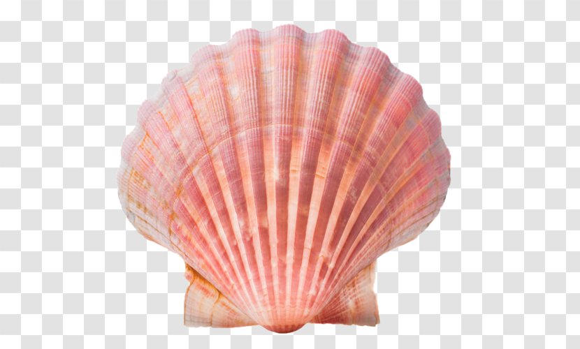 Seashell Conch Stock Photography Clip Art - Peach Transparent PNG