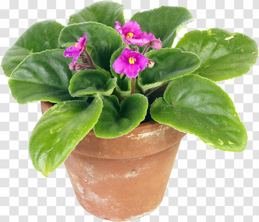 Houseplant Flowerpot African Violets - Pot Plant Transparent PNG