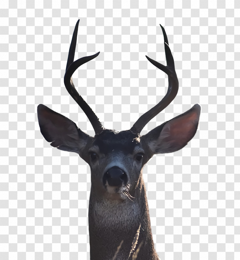 Reindeer Transparent PNG