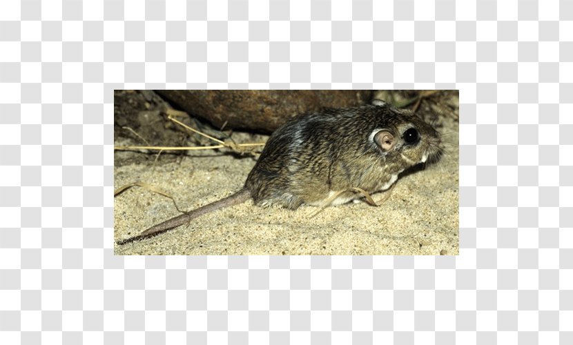 Common Degu Computer Mouse Fauna Murids Marsupial - Taxonomy Transparent PNG
