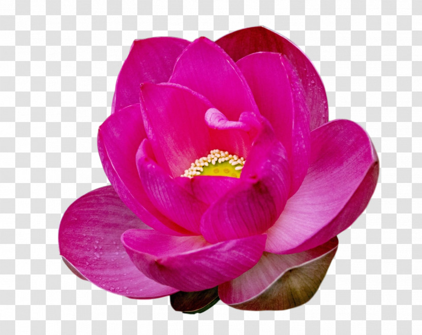 Lotus Flower Summer Flower Transparent PNG