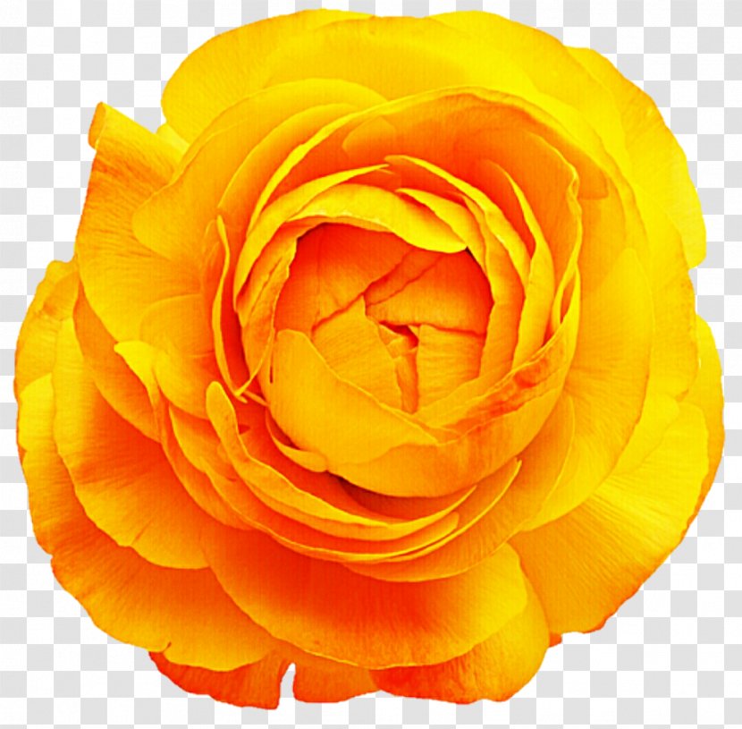 Rose Cut Flowers Yellow Stock Photography - Pink - Buttercup Flower Transparent PNG