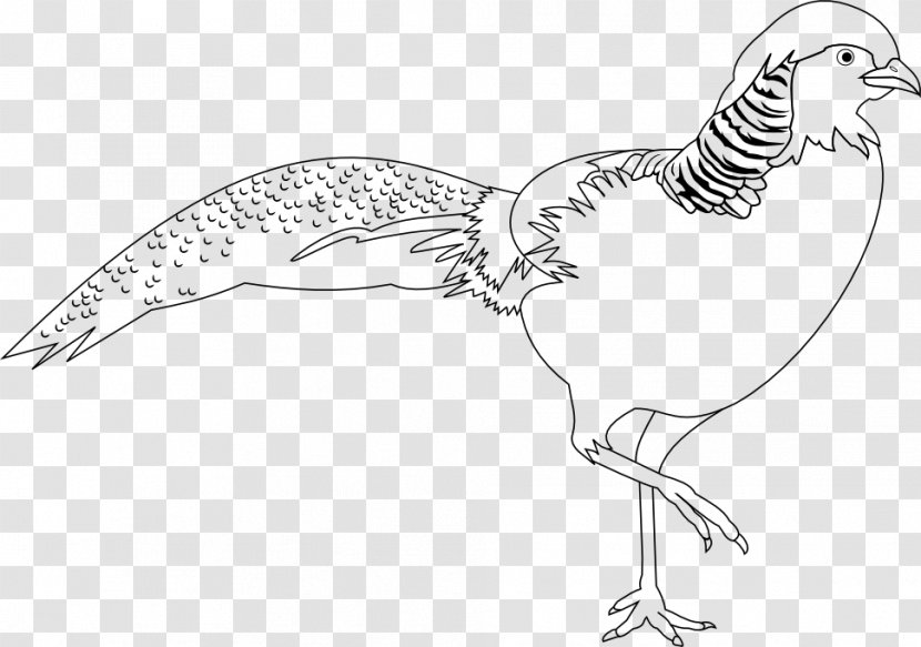 Rooster Golden Pheasant Bird Clip Art - Drawing Transparent PNG
