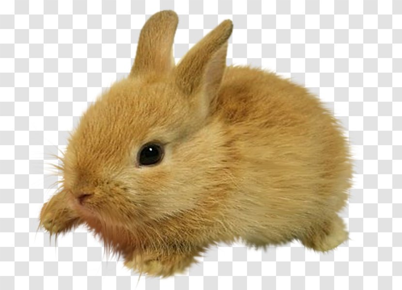 Lionhead Rabbit Domestic Hare - Cartoon,rabbit Transparent PNG
