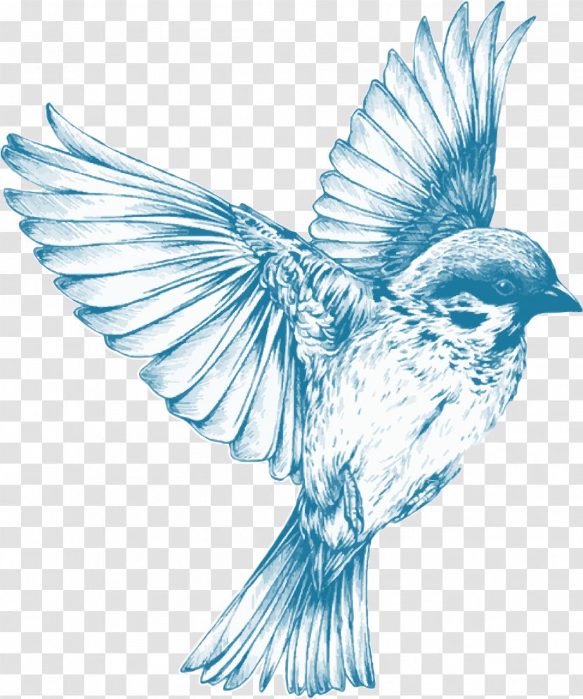Drawing Birds Sketch - Bird - Vintage Photo Transparent PNG