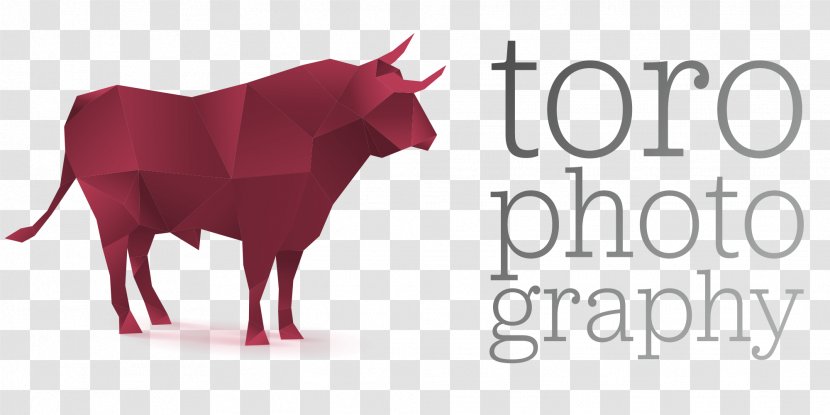 Cattle Ox - Drawing - Bull Transparent PNG