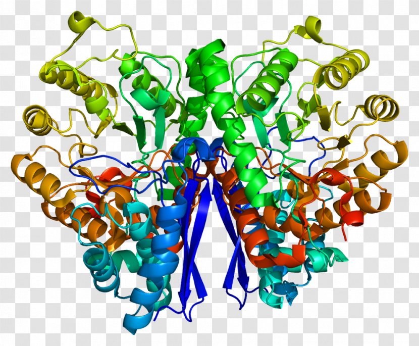 Enolase 2 Xanthine Dehydrogenase Enzyme Protein - Watercolor - Frame Transparent PNG