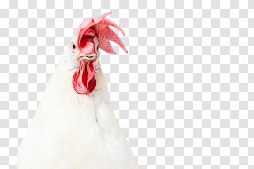 White Chicken Rooster Bird Poultry Transparent PNG