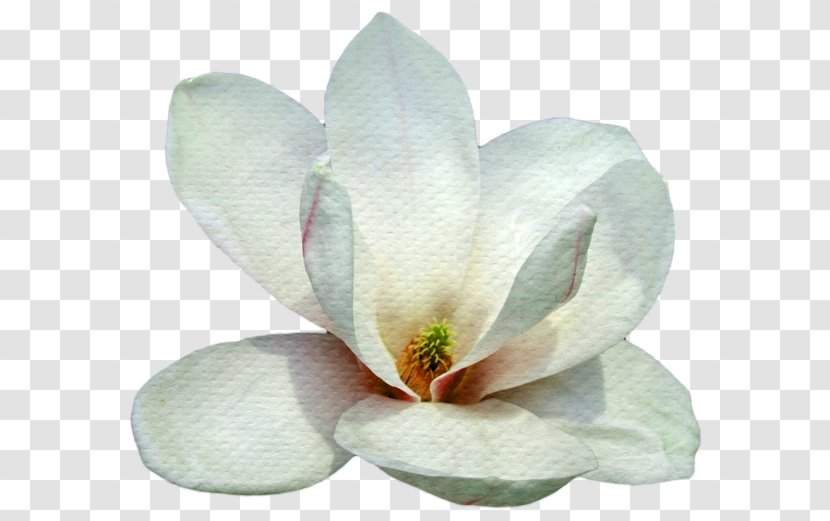 Petal Southern Magnolia Family Flower - Tree Transparent PNG