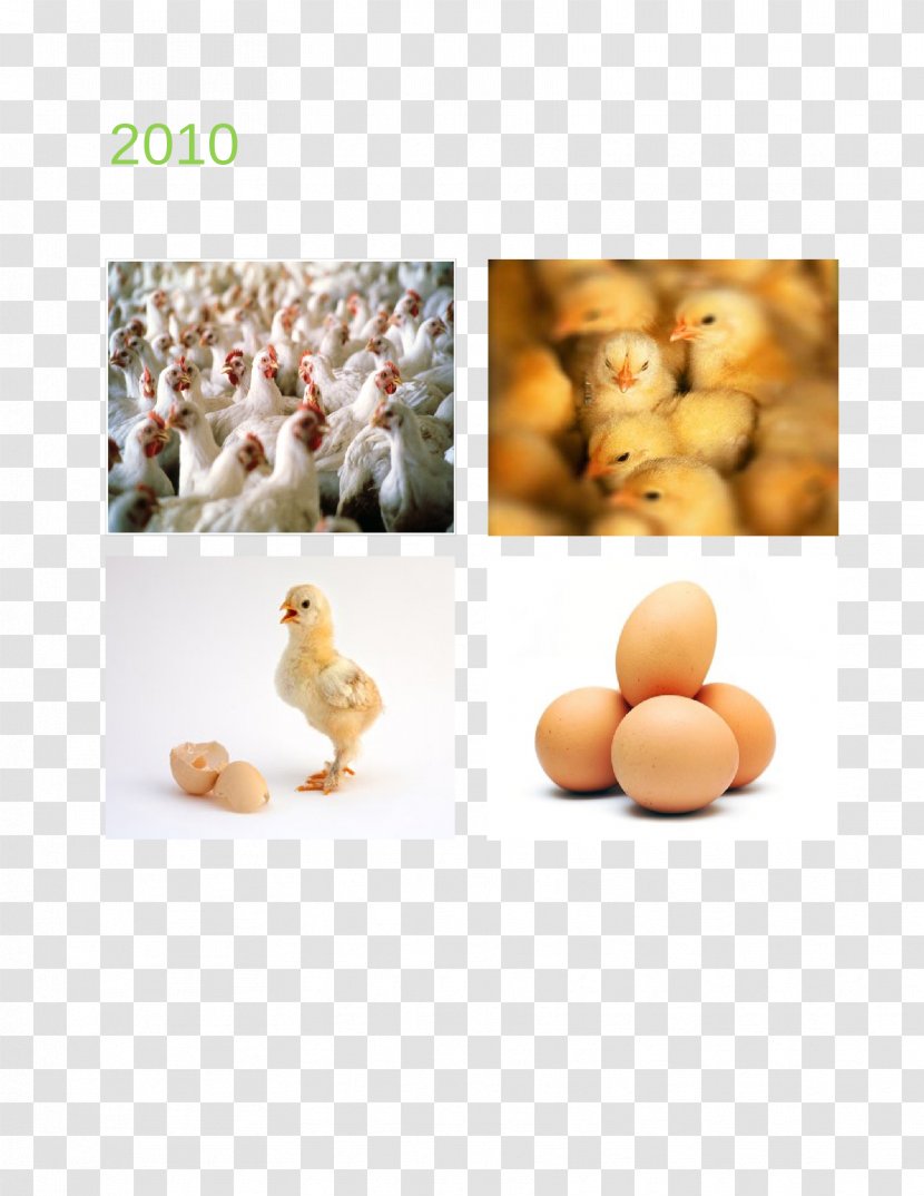 Chicken Poultry Farming Agriculture Business Plan - Egg - And Livestock Transparent PNG