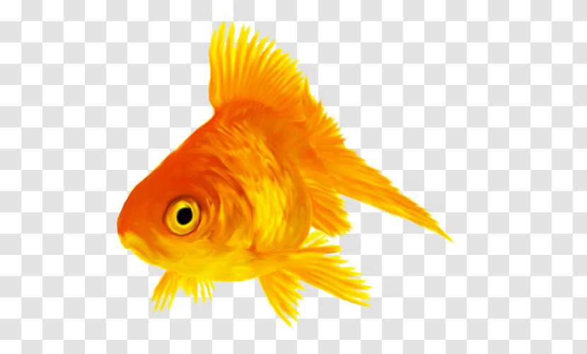 Goldfish Sea Marine Biology Organism - Animal Transparent PNG