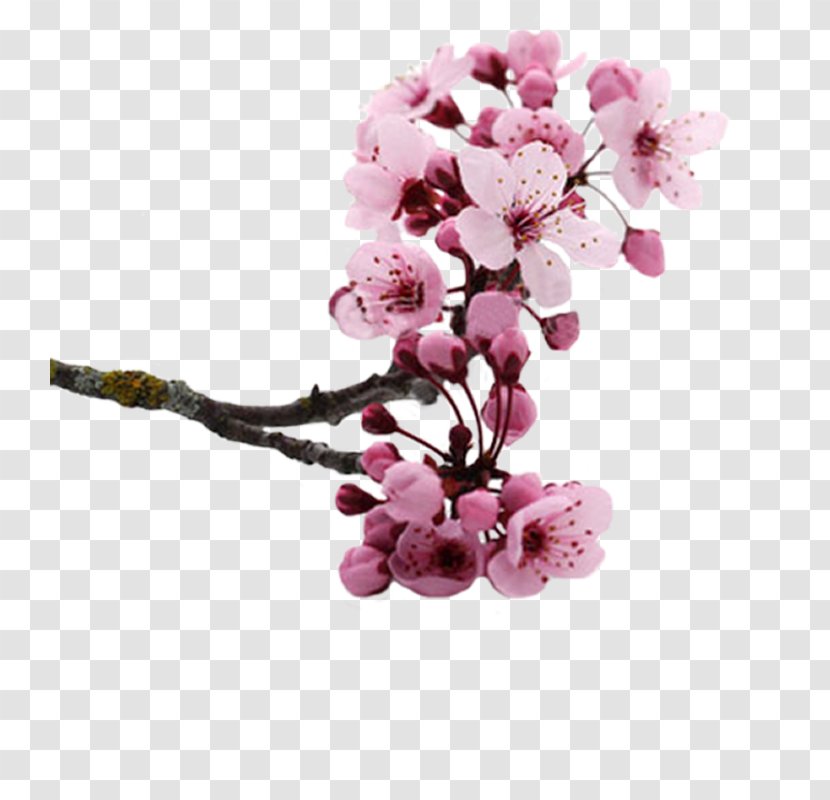 National Cherry Blossom Festival Flower Clip Art - Spring Transparent PNG