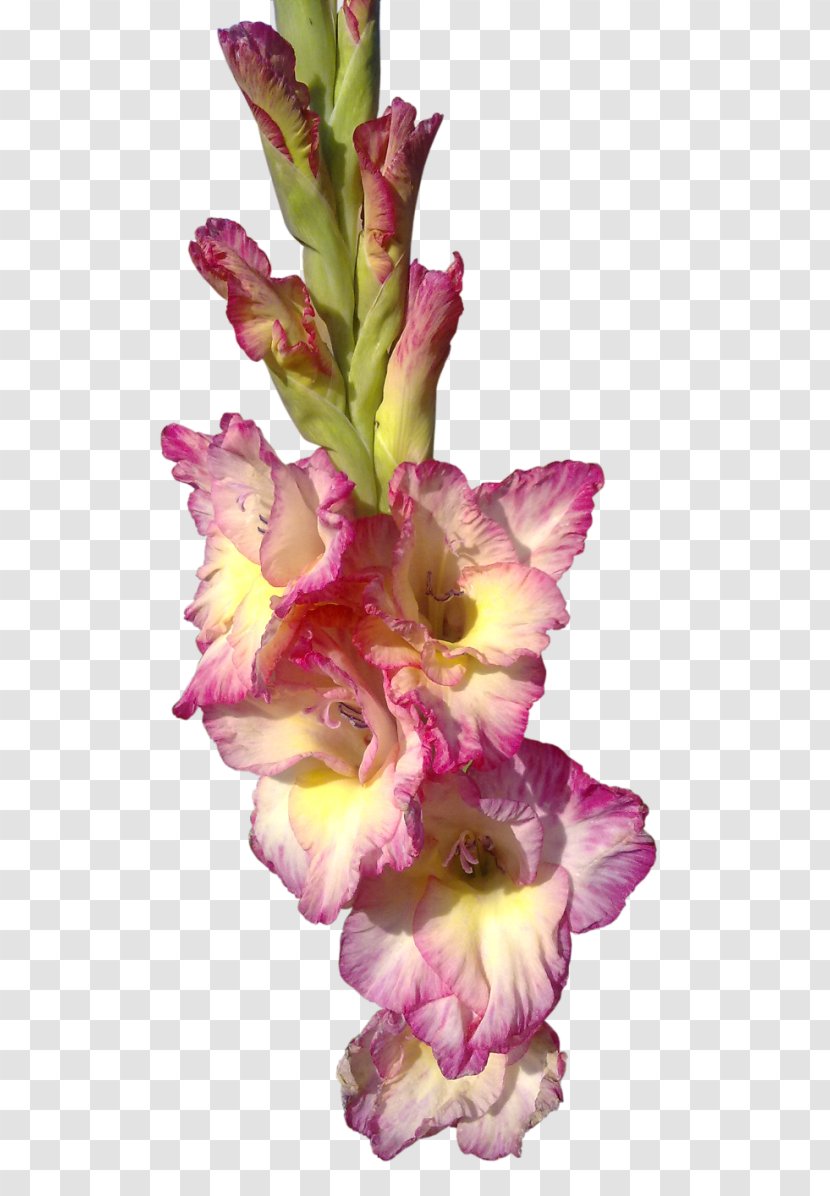 Cut Flowers Gladiolus I Wandered Lonely As A Cloud Clip Art - Troll Transparent PNG