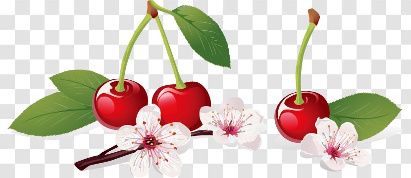 Cherry Blossom Illustration - Vector Transparent PNG