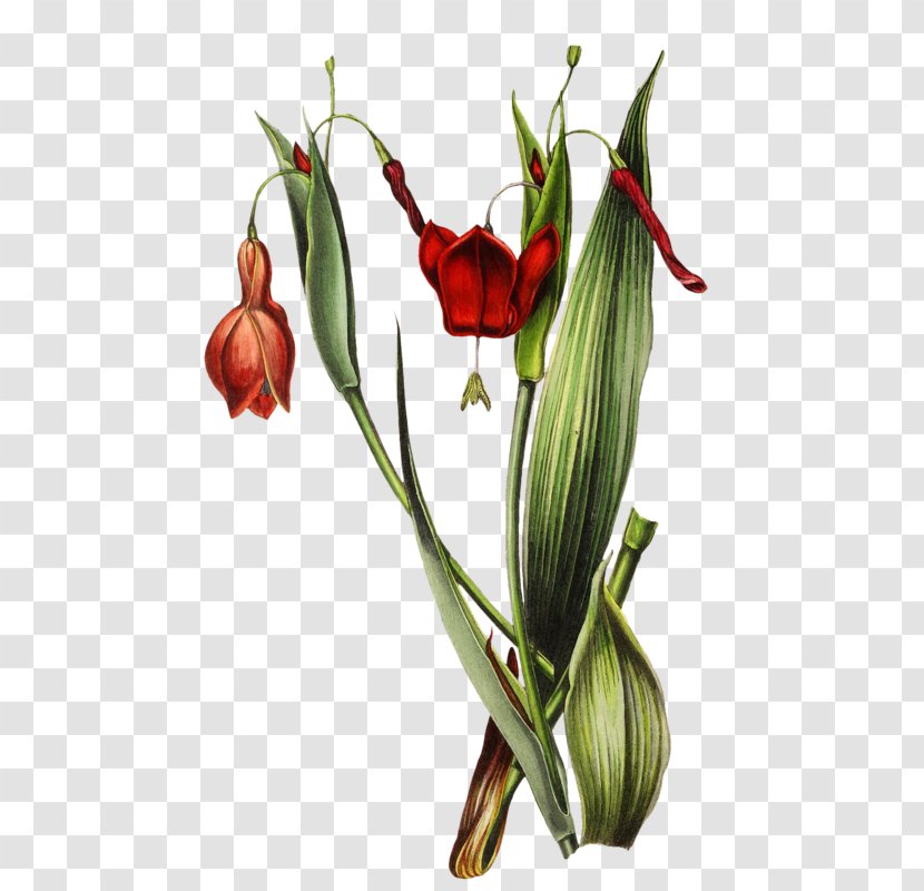 Floral Design Botanical Garden Jersey Lily Palmengarten - Petal - Floristry Transparent PNG