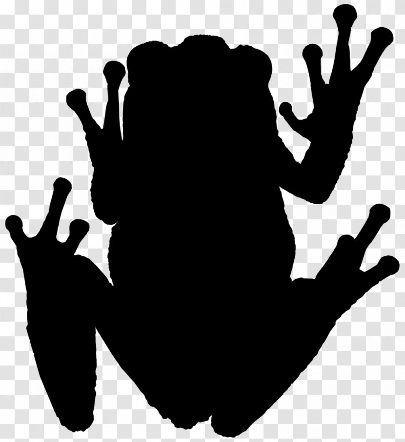 Tree Frog Amphibians Photography Silhouette - 2018 Transparent PNG