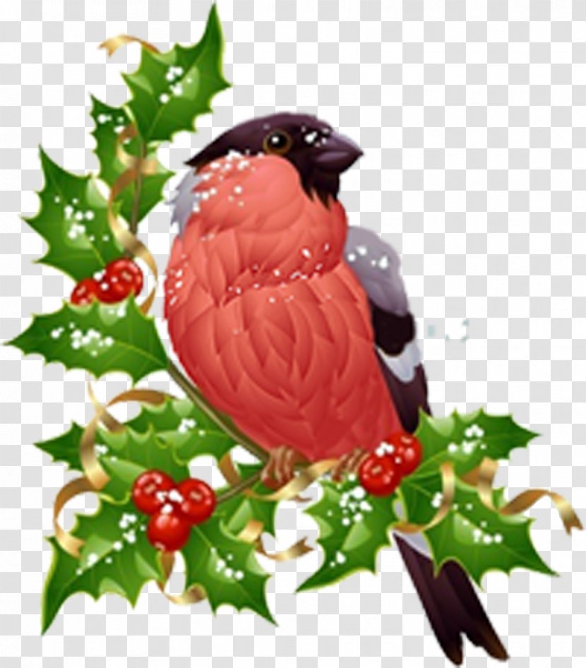 Photography Eurasian Bullfinch Clip Art - Fruit - Postcard Transparent PNG