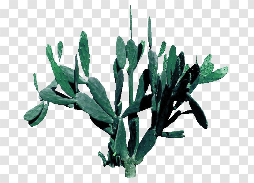 Pereskia Aculeata Cactaceae Download Illustration - Green Fresh Cactus Decorative Patterns Transparent PNG