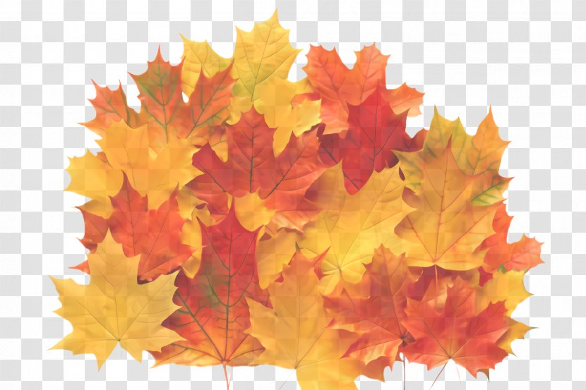 Maple Leaf - Yellow - Plant Transparent PNG