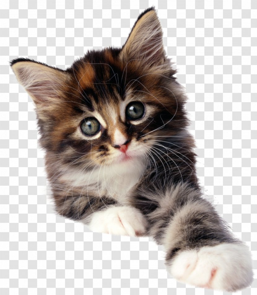 Cat Kitten Pug Pet Image Transparent PNG