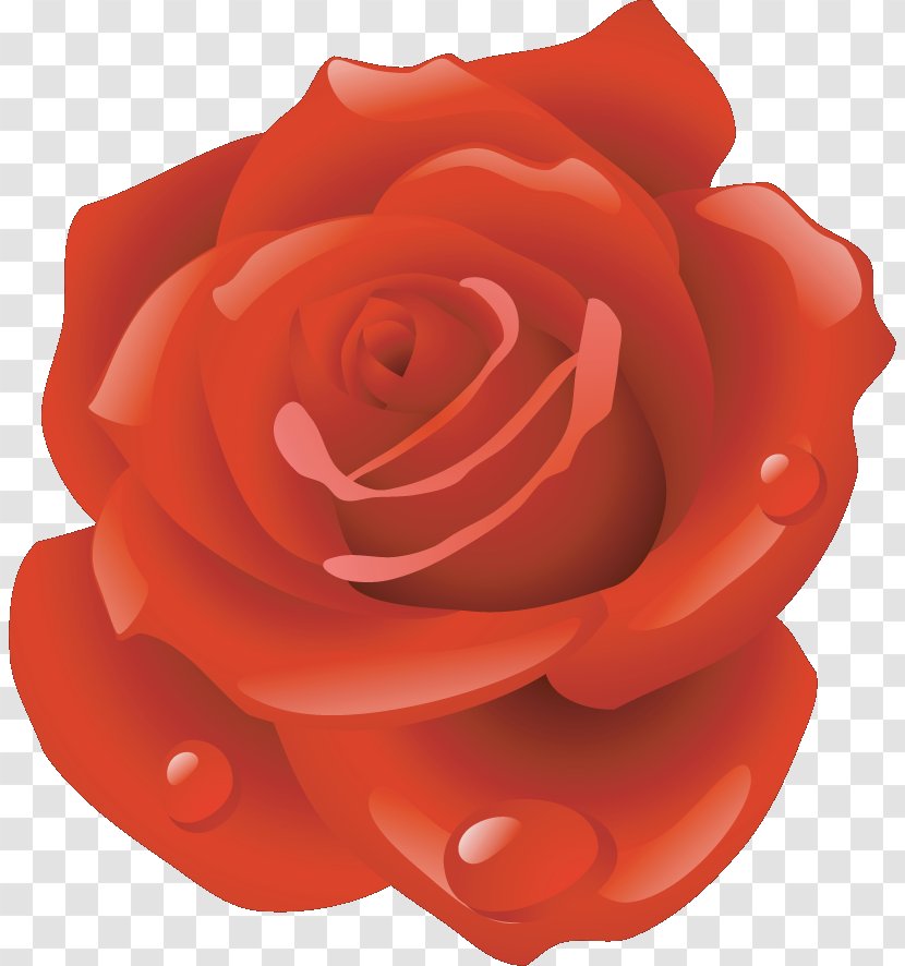 Garden Roses Floribunda Cut Flowers Petal - Red - Rose Transparent PNG