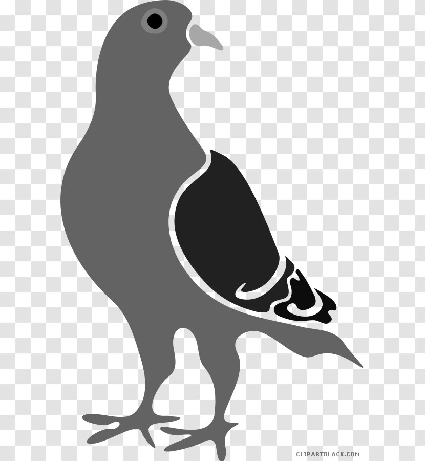 Pigeons And Doves Racing Homer Google Pigeon Penguin Bird - Fauna - 1774 Intolerable Act Transparent PNG