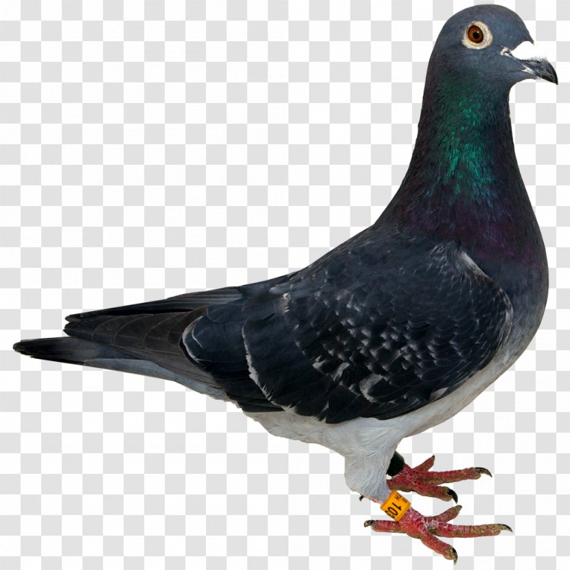 Columbidae Spy Pigeon Clip Art - Transparent Images Transparent PNG