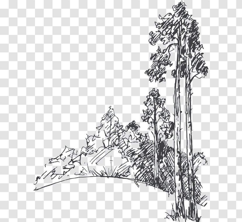 Drawing Tree Pine Sketch - Coast Redwood Transparent PNG