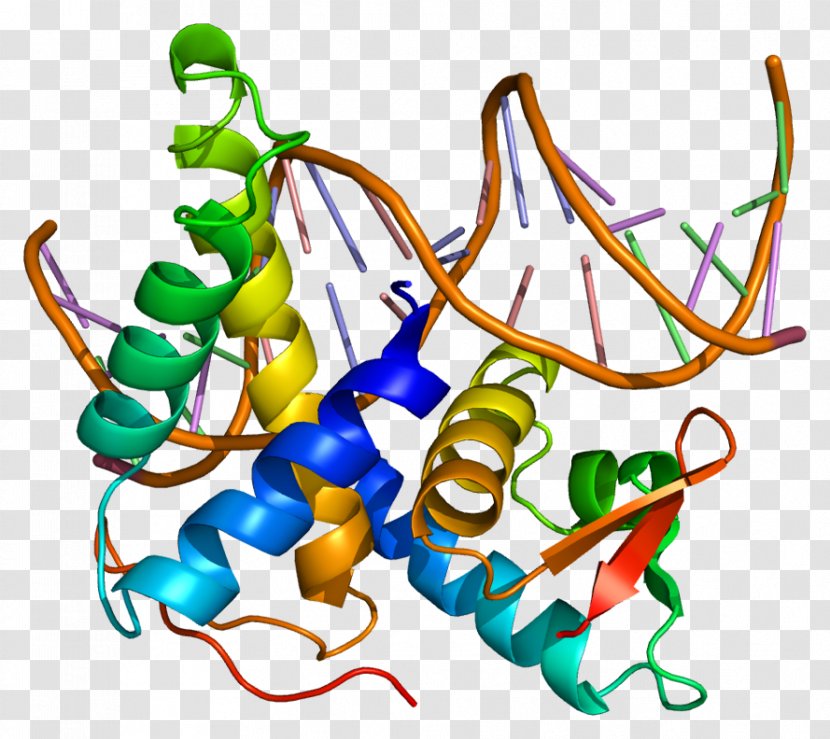 E2F5 E2F4 Gene Protein - Watercolor - Cartoon Transparent PNG