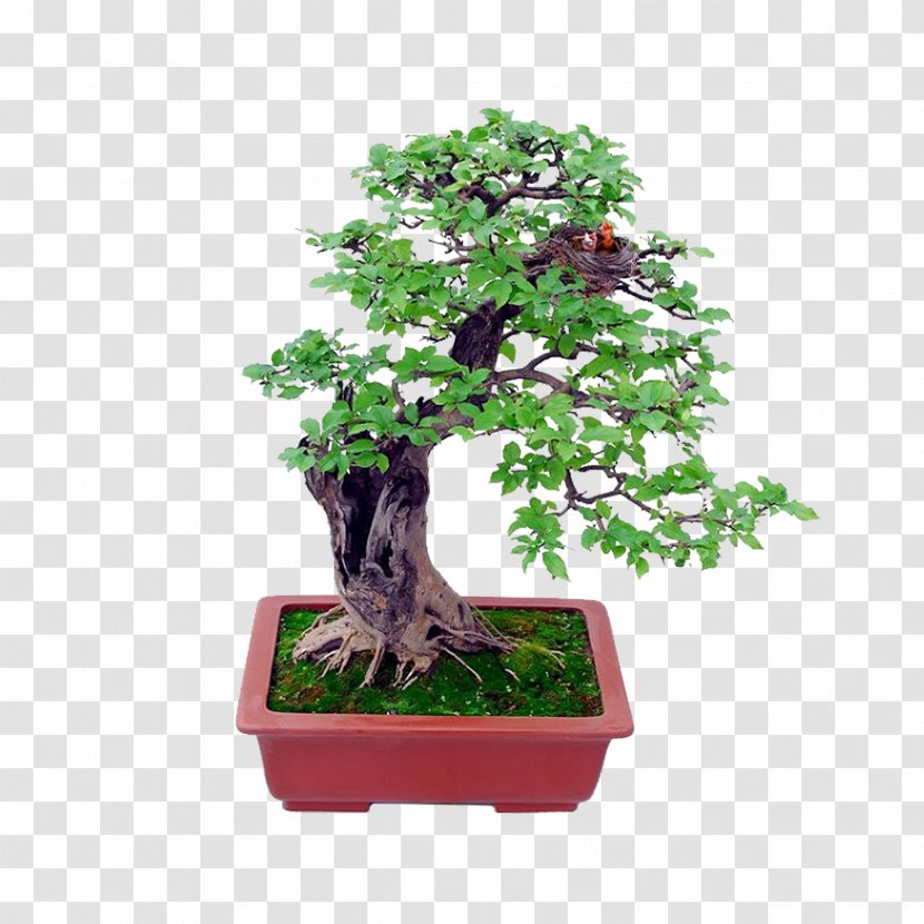 Bonsai Basics Beginning Bonsai: The Gentle Art Of Miniature Tree Growing Indoor - Houseplant - Pull Free Download Transparent PNG
