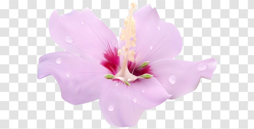 Pink Flowers Clip Art - Common Hibiscus - PINK Pin Transparent PNG