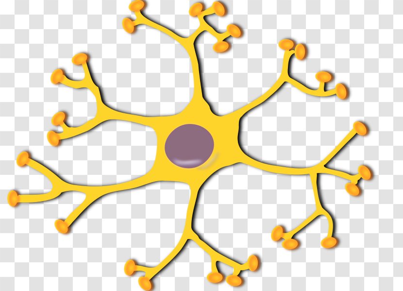 Neuron Nervous System Dendrite Soma Transparent PNG