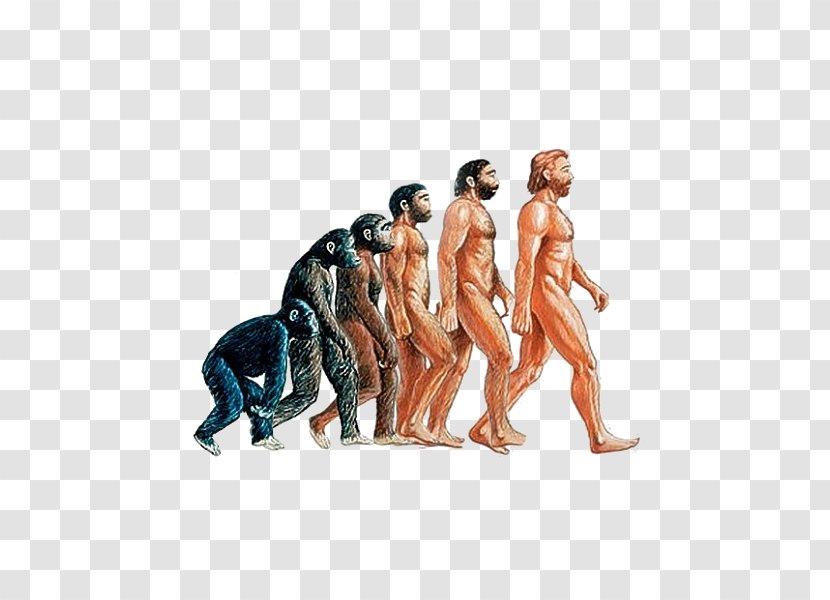Homo Sapiens Neanderthal Human Evolution Primate - Southern Ape - Orangutan Transparent PNG
