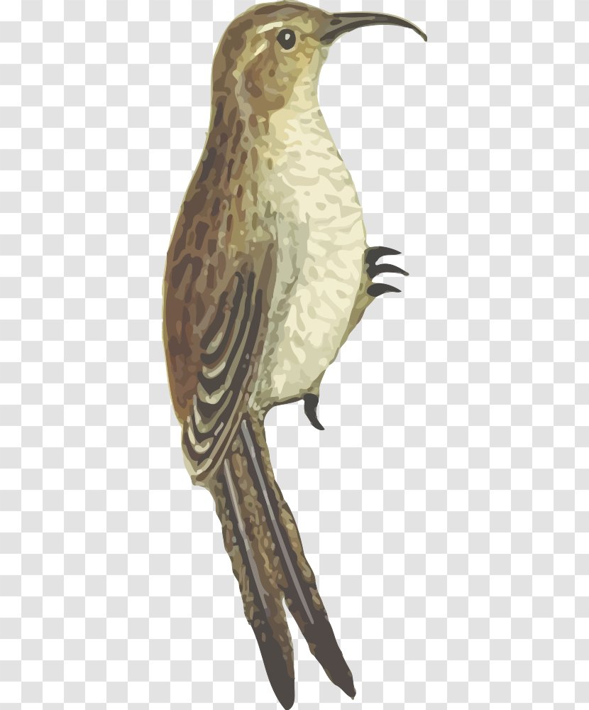 Bird Flight Beak Nest - Hawk Transparent PNG