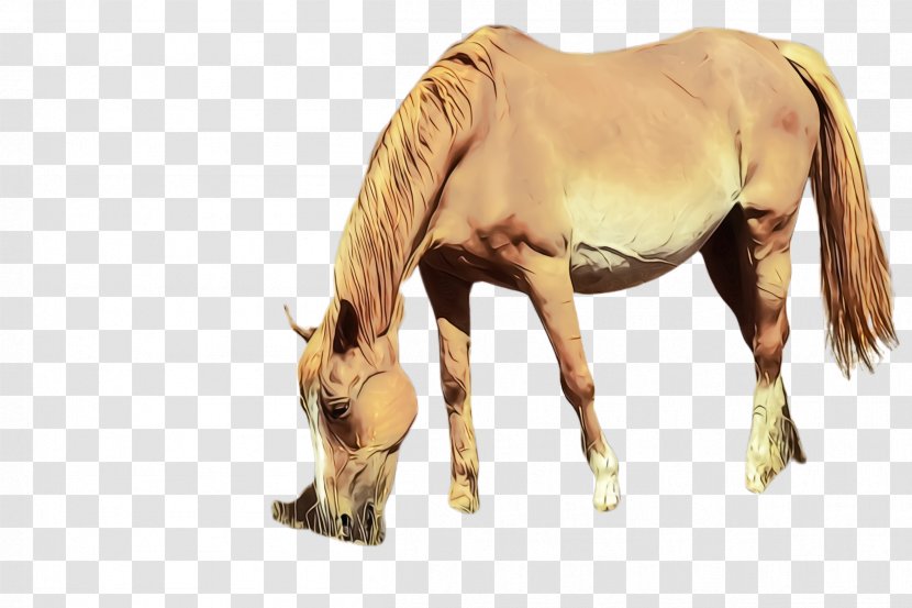 Horse Sorrel Animal Figure Mare Mustang - Przewalskis Mane Transparent PNG