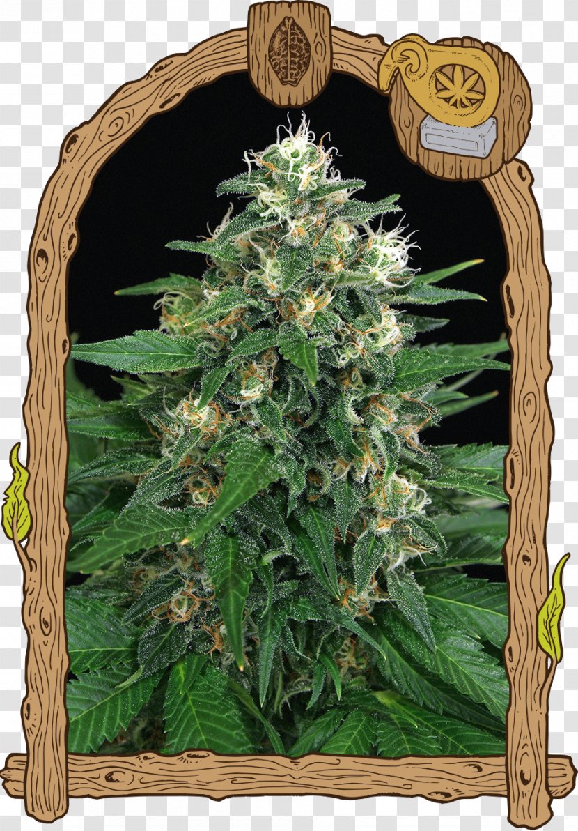 Seed Bank Thai Cuisine Cannabis Sativa - Autoflowering Transparent PNG