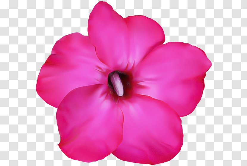 Petal Pink Flower Plant Flowering - Annual Herbaceous Transparent PNG