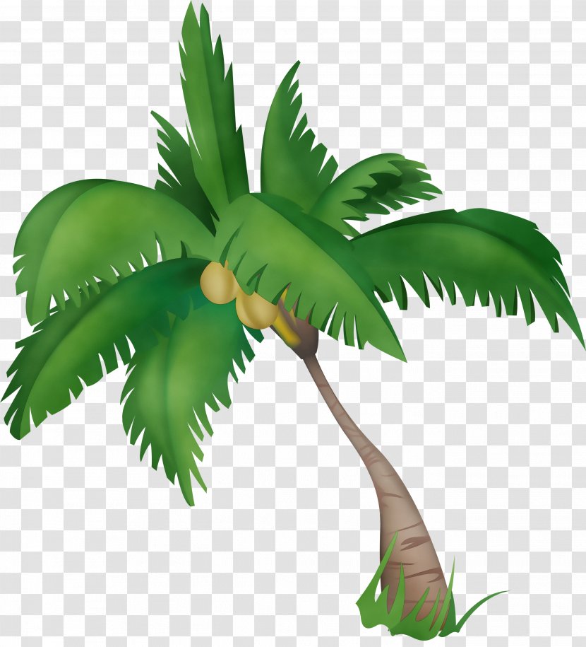 Palm Tree - Coconut Woody Plant Transparent PNG
