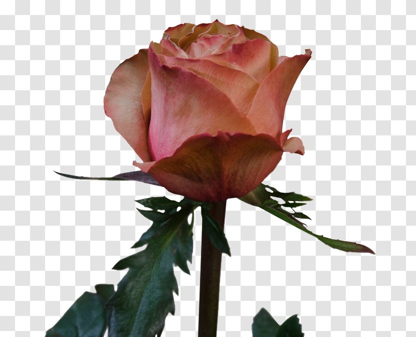 Garden Roses Cabbage Rose Floribunda Rosa 'Eden' Hybrid Tea - Pink - Protea Transparent PNG